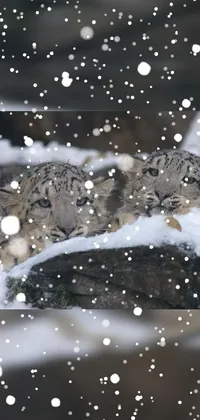 Enhance your phone's look with a delightful live wallpaper of twin Snow Leopards resting on a snowy rock, the perfect touch of romance to your screen