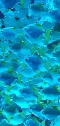 Get mesmerized by this stunning phone live wallpaper featuring a school of fish swimming in the blue ocean