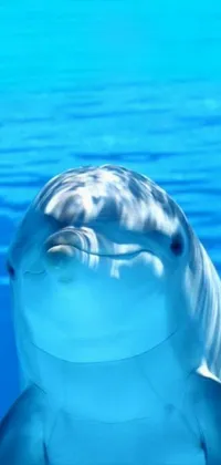 This live wallpaper features an up-close view of a playful dolphin gracefully swimming in clear blue waters