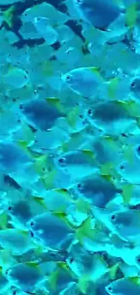 This phone live wallpaper features a stunning underwater scene complete with a group of elegant fish swimming in clear blue water