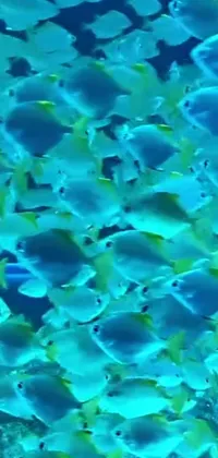 This live wallpaper showcases a mesmerizing underwater scene