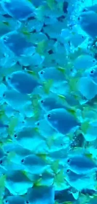 This phone live wallpaper features a mesmerizing view of a large group of blue fish swimming in the ocean