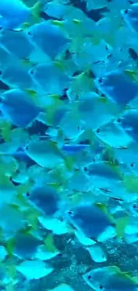 This lively phone live wallpaper showcases a captivating scene of tropical fish swimming together in clear, blue-green waters