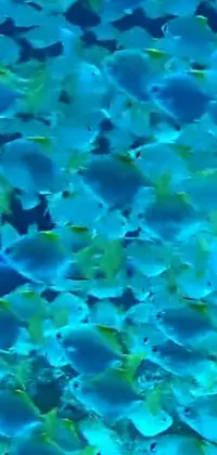Bring the underwater world to life on your phone with this stunning live wallpaper