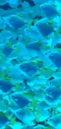 This phone live wallpaper features a captivating scene of blue-scaled fish swimming in a tranquil body of water