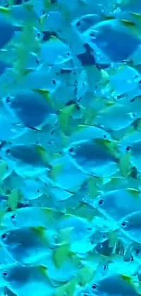 This vibrant phone live wallpaper depicts a large group of fish in the deep blue ocean