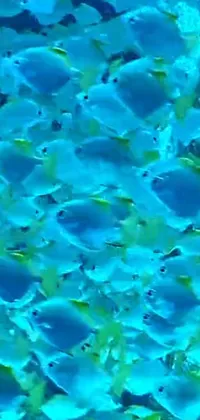 This live wallpaper showcases glowing blue fish swimming in a crowded body of water, creating a serene and tranquil atmosphere