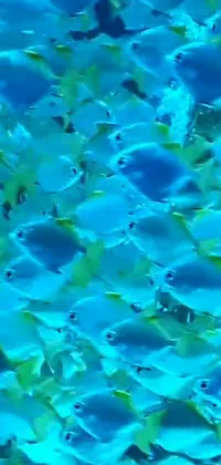 This phone live wallpaper features a stunning view of diverse fish swimming peacefully in the ocean