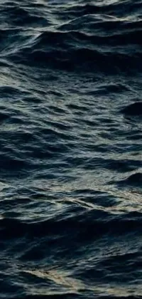 This phone live wallpaper showcases a captivating bird in flight over a dark, wavy body of water