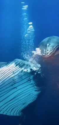 This stunning live wallpaper features two majestic whales swimming in unison, displaying their gaping gills and baleen