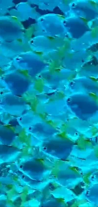 This phone live wallpaper showcases a serene underwater world of blue-faced fish swimming gracefully in a crystal clear body of water