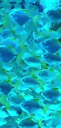 This stunning phone live wallpaper features a mesmerizing underwater scene filled with beautifully colored fish