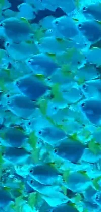This phone live wallpaper showcases a mesmerizing underwater scene with a group of sleek, blue-faced fish swimming gracefully in a crystal-clear body of water