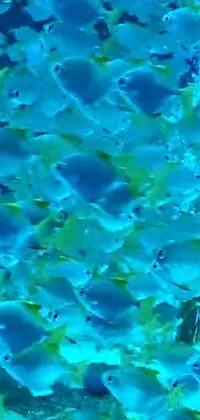 Looking for a stunning live wallpaper to beautify your phone's screen? Check out this charming phone live wallpaper featuring a group of fish swimming in an azure body of water