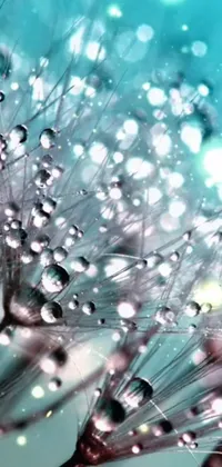 This phone live wallpaper features a stunning illustration of a dandelion covered in dew droplets, captured in 2020