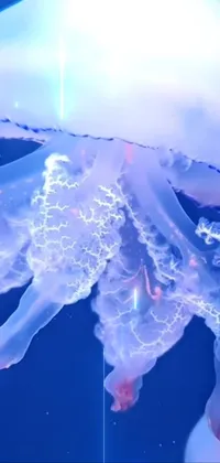 Experience the beauty of an ultra-detailed, holographic jellyfish with this mesmerizing live wallpaper