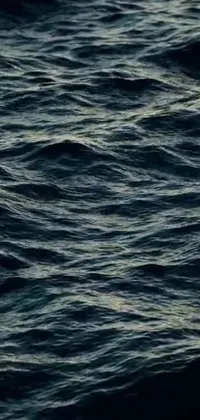 Introducing a serene phone live wallpaper featuring a bird gliding over a body of water