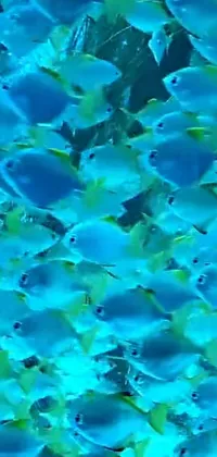 This stunning live wallpaper depicts a lively underwater scene, featuring a group of fish swimming gracefully through clear blue water, illuminated by vibrant neon lights