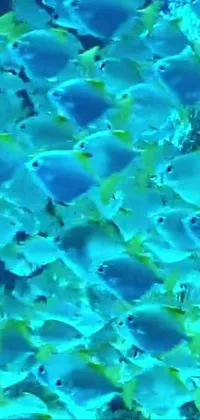 Looking for a breathtaking live wallpaper for your phone? Look no further than this stunning Glowing Fish Live Wallpaper! With a school of glowing fish swimming peacefully in clear blue waters, this video still wallpaper brings the beauty of the ocean straight to your device