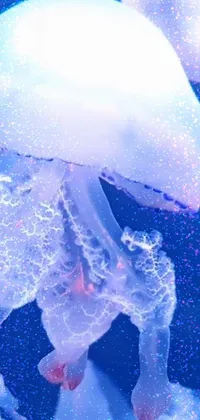 This live wallpaper features a mesmerizing macro photograph of a jellyfish floating on calm waters