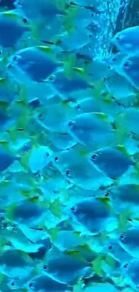 Looking for a serene and calming live wallpaper for your phone? Look no further! This wallpaper features a group of fish swimming in crystal-clear water with amazing precisionism