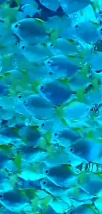 This dynamic phone live wallpaper showcases a group of stunning blue fish swimming in a serene underwater setting