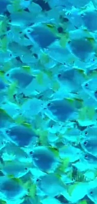 This phone live wallpaper features a school of blue fish swimming in a vibrant yet dull underwater environment
