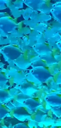 If you're a marine life enthusiast, this phone live wallpaper depicts a fascinating group of fish swimming in the ocean amidst stunning blue and yellow coral reefs