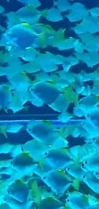 This phone live wallpaper showcases a large school of fish swimming together in perfect harmony