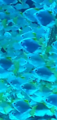 Transform your phone into a serene aquatic oasis with this live wallpaper! It features a gorgeous image of a school of fish swimming in a crystal clear body of water, perfect for relaxation and calming the mind