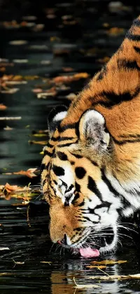 Experience the beauty of nature with this live wallpaper featuring a sharp photo of a tiger drinking from a pond during the autumn season