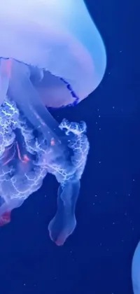 Water Liquid Bioluminescence Live Wallpaper
