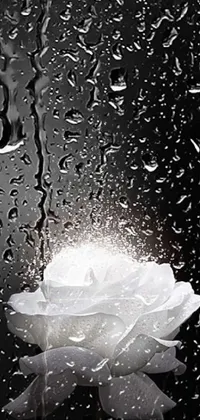 This phone live wallpaper features a beautiful white flower being gently showered with droplets of water