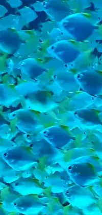 Swim with the fishes on your phone with this live wallpaper