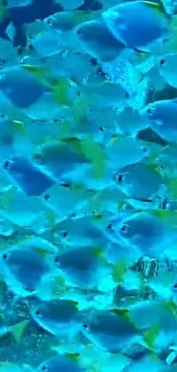 Looking for a dynamic and mesmerizing live wallpaper for your phone? Look no further than this stunning underwater scene featuring a school of vibrantly colored fish swimming through crystal clear blue water