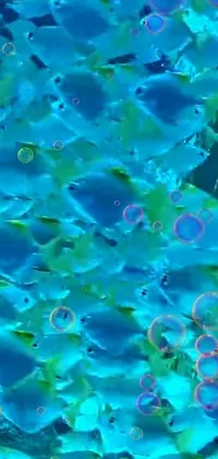 This stunning live wallpaper features a colorful school of fish swimming in water