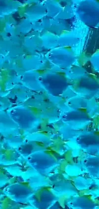 This captivating phone live wallpaper displays a mesmerizing underwater experience with a group of colorfully vibrant fish swimming gracefully in blue water, making it a perfect choice for the nature enthusiasts