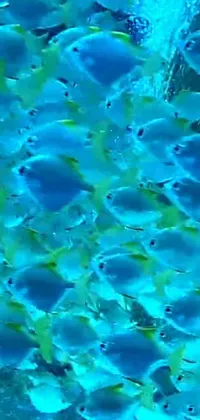 This live wallpaper showcases a mesmerizing underwater scene featuring a variety of colorful fish with beautiful blue glowing eyes