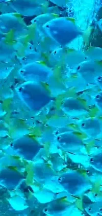 This phone live wallpaper showcases a group of gracefully swimming fish in a serene underwater setting