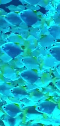 This stunning live phone wallpaper depicts a large group of fish swimming gracefully in the ocean