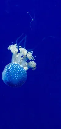 This stunning live wallpaper showcases the beauty of underwater life with a pair of jellyfish gliding gracefully together in the deep blue sea