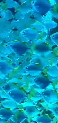 This live phone wallpaper features a group of blue fish swimming in a pool
