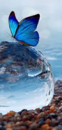 Water Liquid Butterfly Live Wallpaper