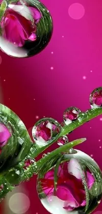 Water Liquid Christmas Ornament Live Wallpaper