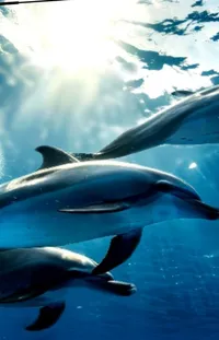 Water Liquid Common Dolphins Live Wallpaper