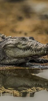 This crocodile live wallpaper showcases a fierce reptile basking beside a serene water body in a close-up shot