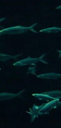 This live phone wallpaper depicts a school of fish swimming in the dark, showcased in precisionist style with defined lines and a VHS screencap effect