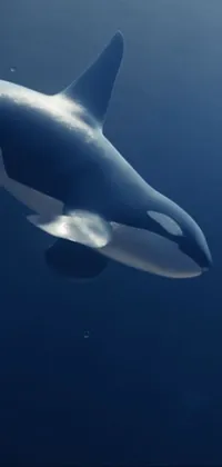 Stunning Killer Whale Live Wallpaper - free download