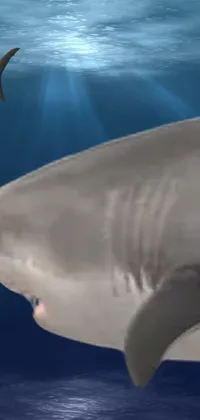 Experience the thrill of the deep blue sea with our shark live wallpaper