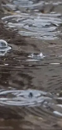 Discover a stunningly photorealistic live wallpaper for your phone featuring a bird standing in the rain on top of a puddle of water